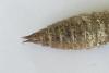 Cordulegaster boltonii